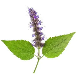 zapach-raj-paczuli-patchouli-paradise-10ml