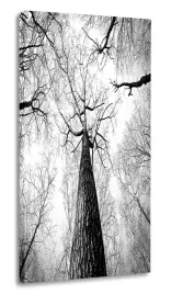 obraz-drzewo-40x80