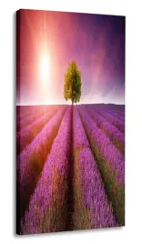 obraz-lawenda-30x60