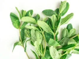 zapach-dzika-mieta-wild-mint-mentha-arvensis-100ml