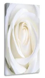 obraz-roza-30x60