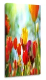 obraz-tulipany-30x60