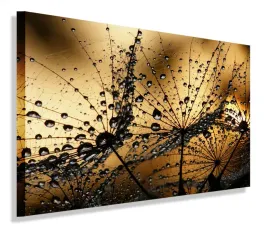 obraz-dmuchawiec-dmuchawce-obrazy-canvas-60x40