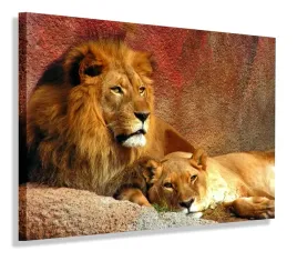 obraz-lew-afryka-obrazy-canvas-100x70