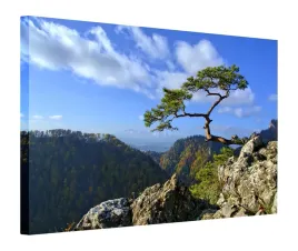 obraz-130x90-sosna-sokolica-pieniny