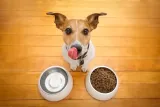 wiejska-zagroda-karma-sucha-ryba-9-kg-karmy-specjalne-dla-psow-z-alergia