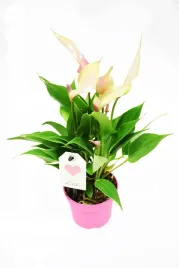 anturium-lilli-anthurium-p9