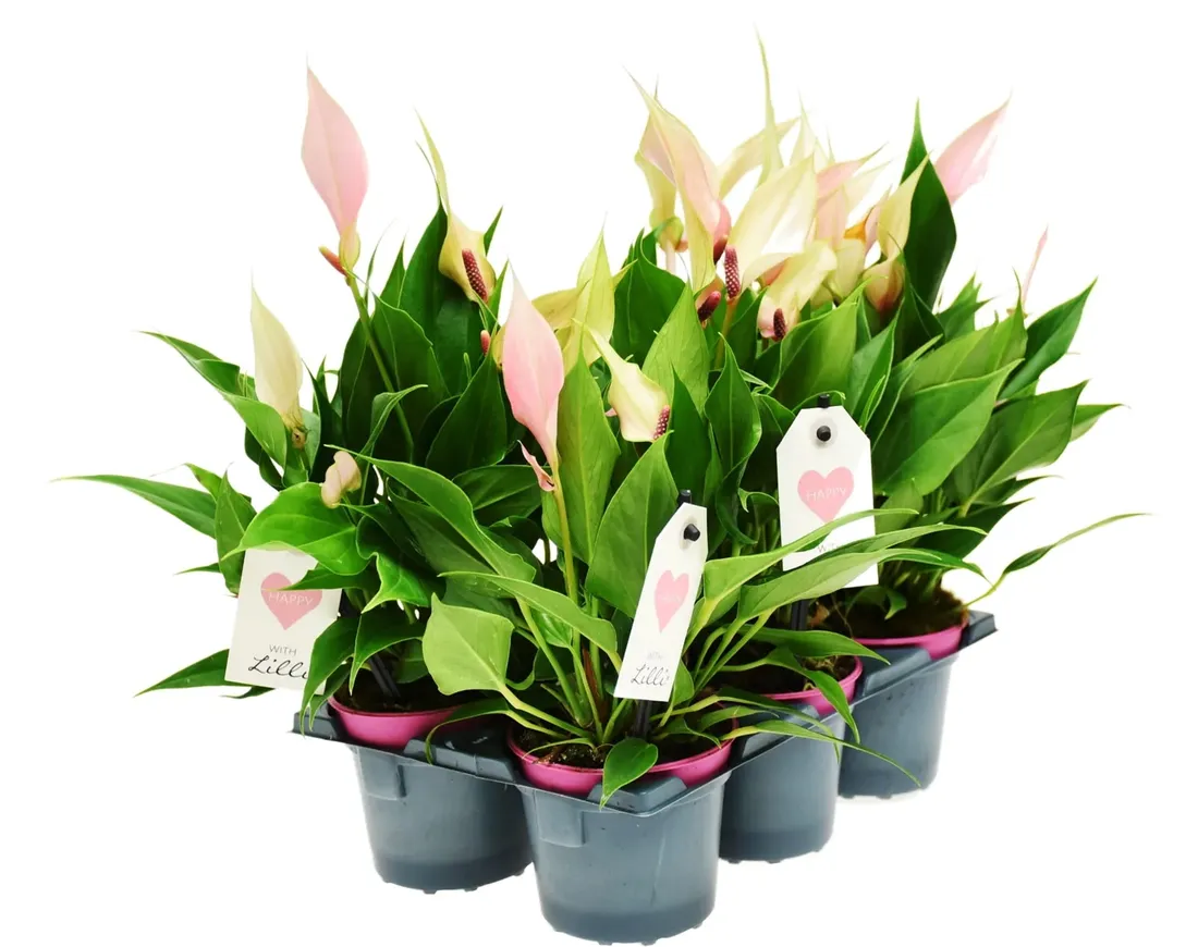 anturium-lilli-anthurium-p9-rodzaj-rosliny-inny
