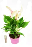 anturium-lilli-anthurium-p9-kod-produktu-1886