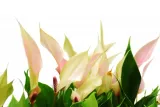 anturium-lilli-anthurium-p9-rodzaj-rosliny-inny-kod-produktu-1886