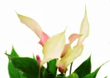anturium-lilli-anthurium-p9-kod-produktu-1886-rodzaj-rosliny-inny