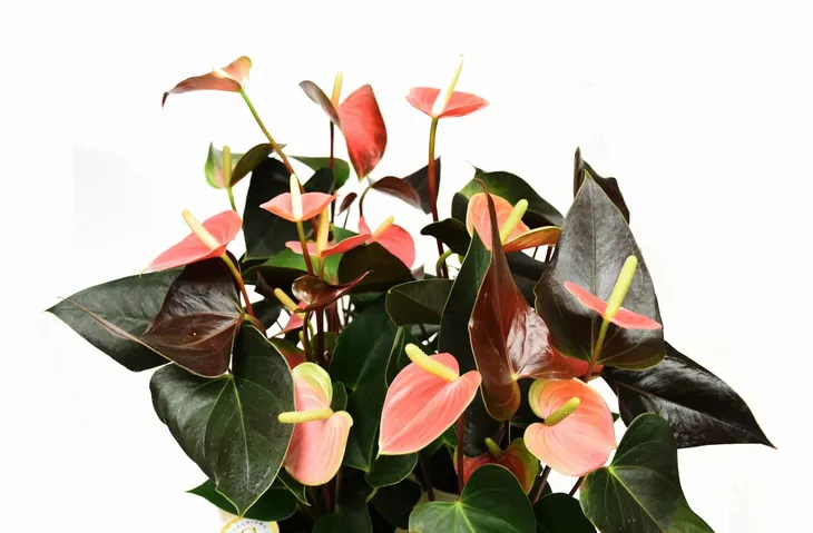 anturium-rainbow-champion-anthurium-p14-rodzaj-rosliny-inny-kod-produktu-1885