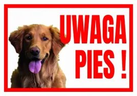 uwaga-pies-retriever-tabliczka-ostrzegawcza