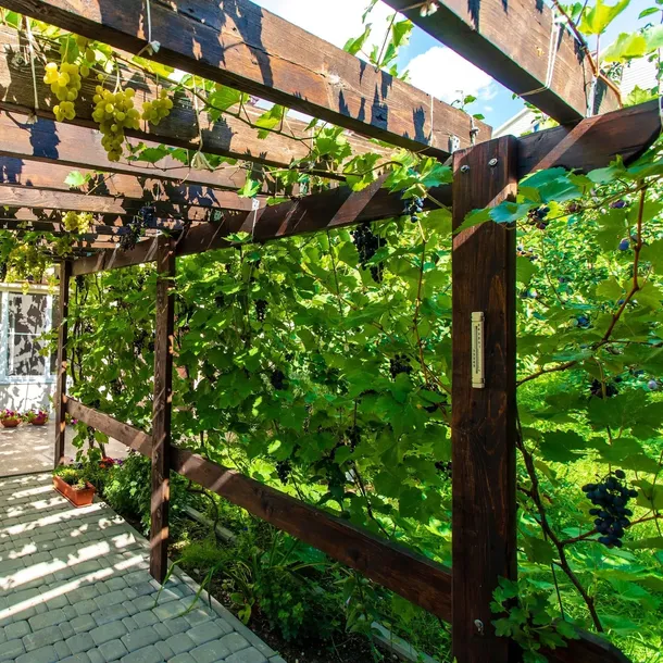 winorosl-lidia-rozowa-wczesna-deserowa-odporna-2l-wysokosc-sadzonki-30-60-cm