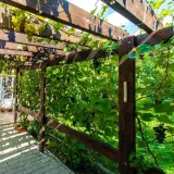 winorosl-lidia-rozowa-wczesna-deserowa-odporna-2l-wysokosc-sadzonki-30-60-cm