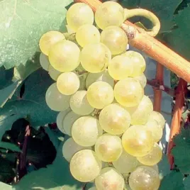 winorosl-aurora-jasna-odmiana-francuska-smaczna-2l