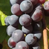 winorosl-buffalo-2l-bardzo-plenna