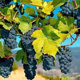 winorosl-pachnaca-ania-ozdobne-pnacze-sadzonka-2l