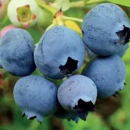 borowka-amerykanska-elliot-pozna-w-doniczce-1l