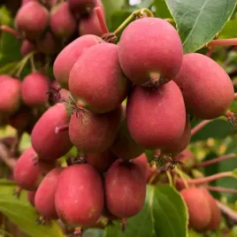 aktinidia-ananasnaya-ostrolistna-zenska-1l-smaczna