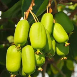 aktinidia-jumbo-ostrolistna-zenska-2l-plenna