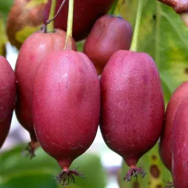 aktinidia-hardy-red-ostrolistna-zenska-2l