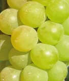 winorosl-refren-2l-wczesna-plenna-odmiana-styl-ogrod-japonski-ogrod-wiejski-ogrod-nowoczesny-ogrod-srodziemnomorski
