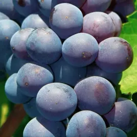 winorosl-agat-donski-2l-duze-soczyste-owoce