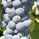 winorosl-cascade-2l-wspaniale-ciemne-wino-styl-ogrod-wiejski-ogrod-nowoczesny-ogrod-srodziemnomorski