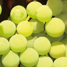 winorosl-ontario-2l-wczesnie-dojrzewa