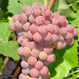 winorosl-einset-seedless-slodka-bezpestkowa-odmiana-deserowa-sadzonka-2l