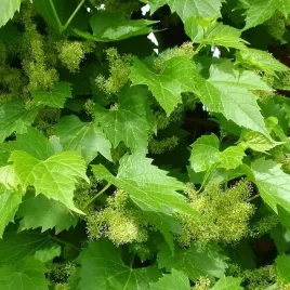 winorosl-pachnaca-tomek-ozdobne-pnacze-sadzonka-2l