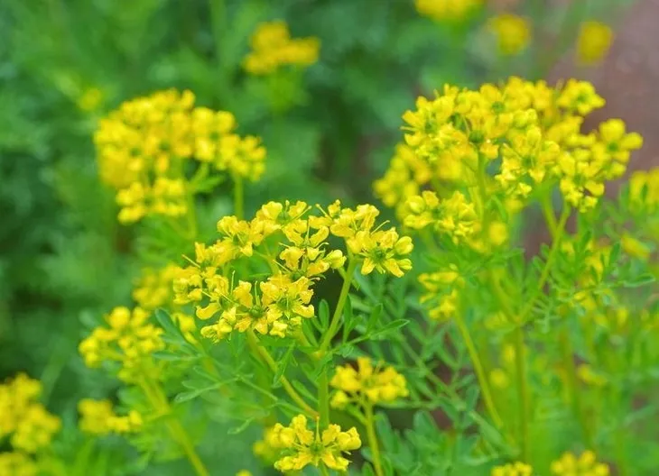 ruta-ziele-bio-50g-runo-cechy-dodatkowe-produkt-rolnictwa-ekologicznego