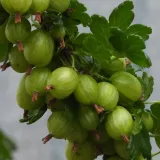 agrest-bialy-invicta-krzaczasty-odporna-odmiana-1l-waga-z-opakowaniem-0-75-kg