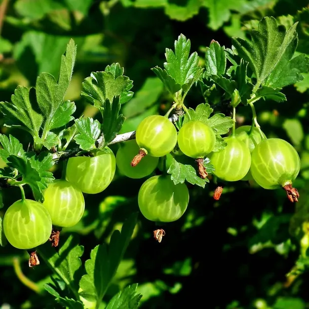 agrest-bialy-invicta-krzaczasty-odporna-odmiana-1l-styl-ogrod-wiejski-ogrod-nowoczesny