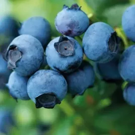 borowka-amerykanska-duke-intensywny-smak-owocow-1l