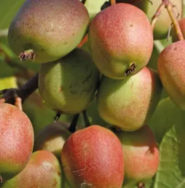 aktinidia-ostrolistna-geneva-zenska-1-litr