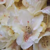 rododendron-azalia-cream-crest-poj-c4