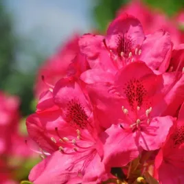 rododendron-azalia-nova-zembla-sadzonka-w-pojemniku-c4