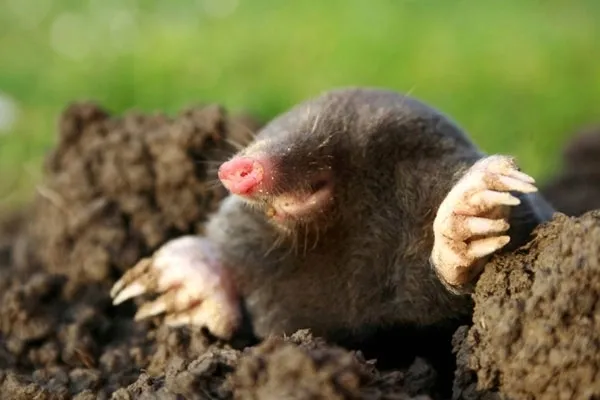 bros-sonic-odstrasza-krety-marka-bros-stan-nowy