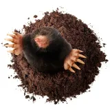 bros-sonic-solarny-odstrasza-krety-marka-bros-rodzaj-odstraszacz