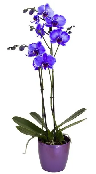 agrecol-nawoz-do-storczykow-035l-pojemnosc-1-l