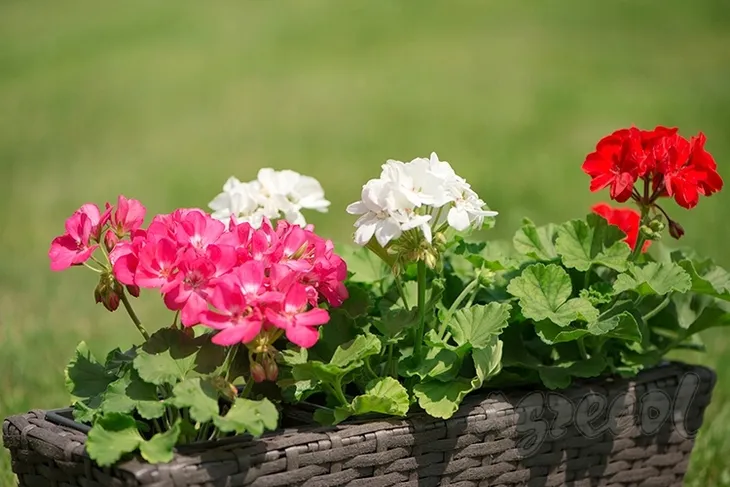 mineral-zel-do-pelargonii-05l-573-kod-producenta-573