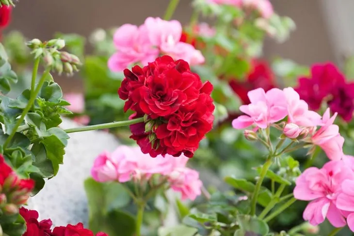 mineral-zel-do-pelargonii-05l-573-okres-stosowania-caly-rok