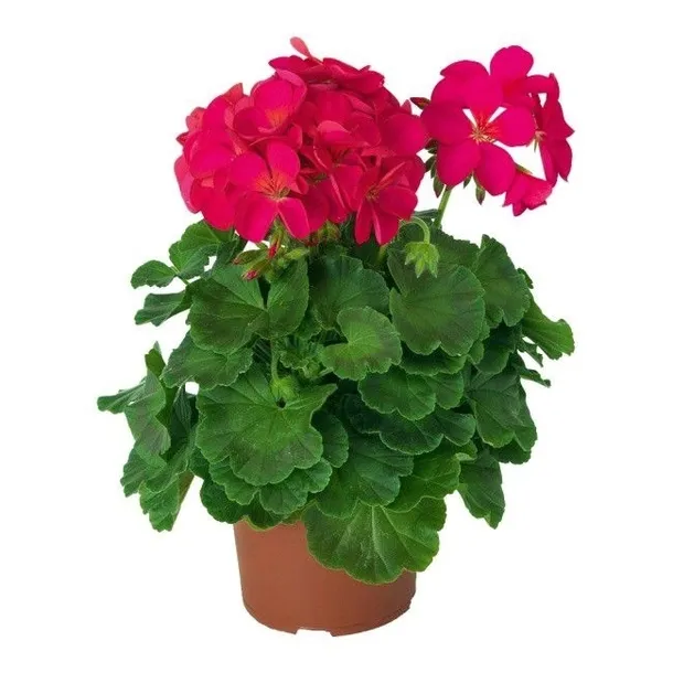biopon-biopon-do-pelargonii-1l-forma-plyn