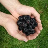 naturalny-ogrod-warzywa-1l-rodzaj-nawozu-organiczny-naturalny
