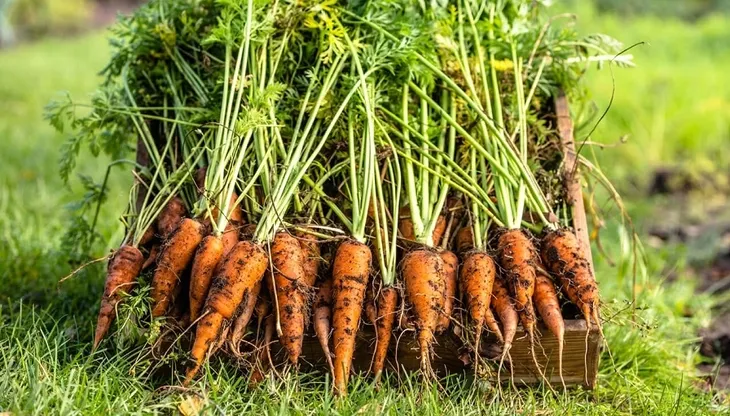 naturalny-ogrod-warzywa-1l-stan-nowy-waga-1-2-kg