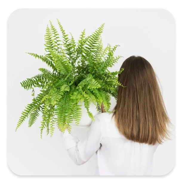 biopon-do-paproci-05l-zastosowanie-do-roslin-lisciastych