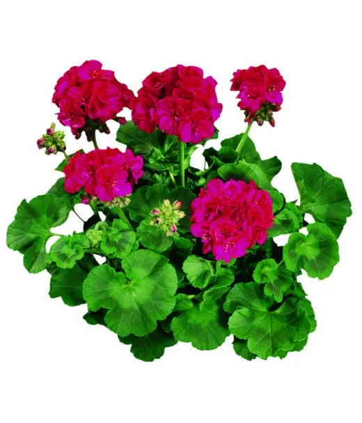 mineral-zel-do-ros-kwitnacych-10l-stan-nowy-kod-producenta-37024