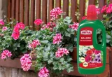 substral-nawoz-pelargonia-1l-kod-producenta-nawoz-humus-balkonowe